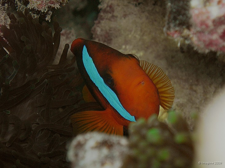78- Poisson clown.JPG